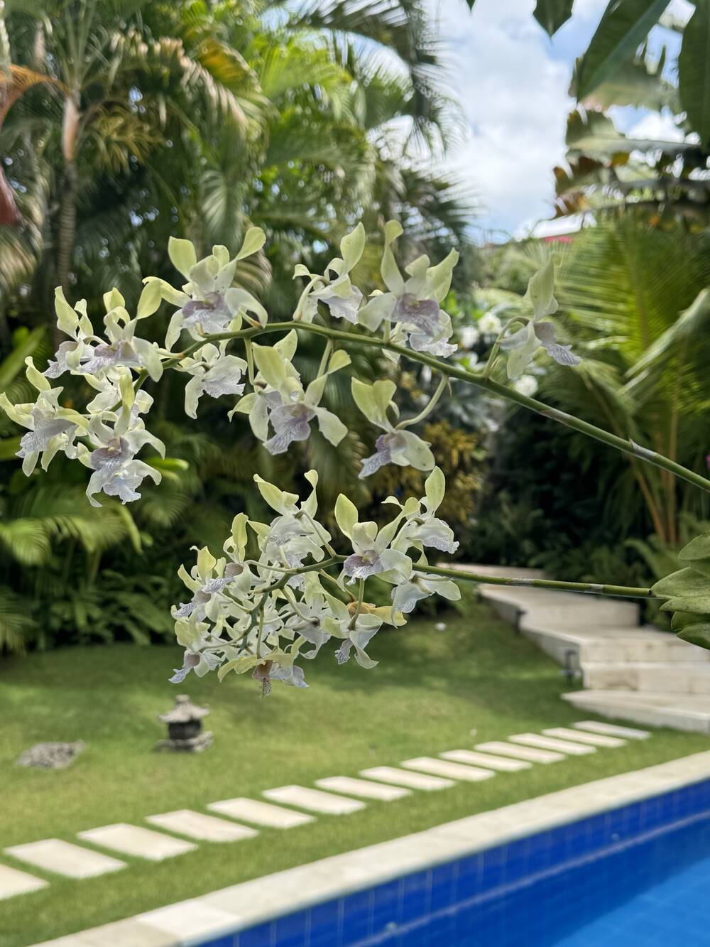 Orchids beside the pool and garden path, Berawa, Bali